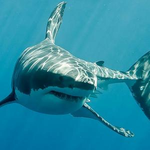 大白鲨幼崽图片