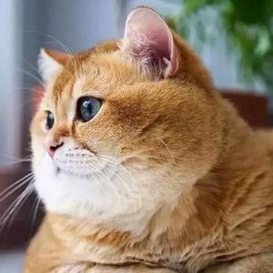 橘猫头像