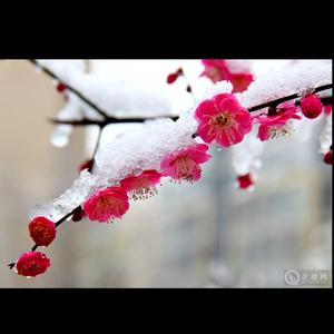 踏雪寻梅头像