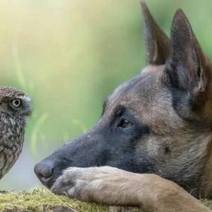 爱玩马犬的小孩头像