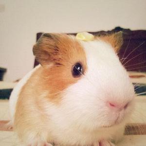 我爱荷兰猪头像