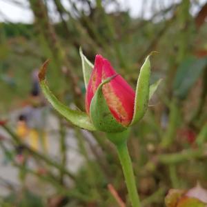 人若向暖清风徐来头像