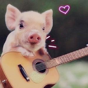狂野小香猪头像