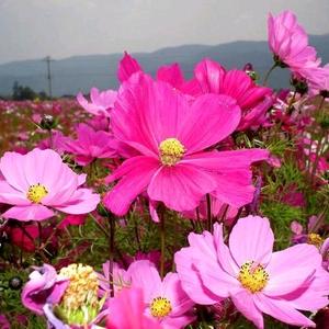 格桑花开头像