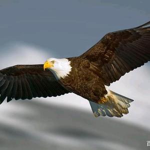 高原雄鹰平原翱翔头像