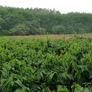 用户3388657750617树仔菜