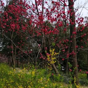 錦上添花頭像