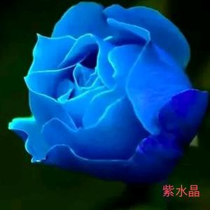 绚丽紫水晶头像