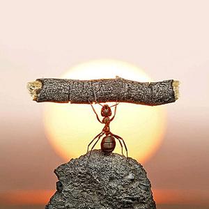 孤独行者(蚂蚁大队)头像