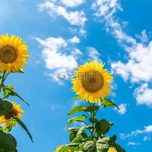 向日葵的微笑aaa头像