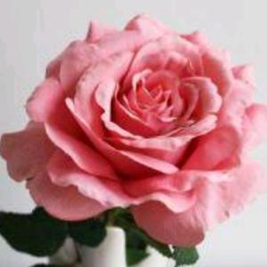 荷花朵朵开头像