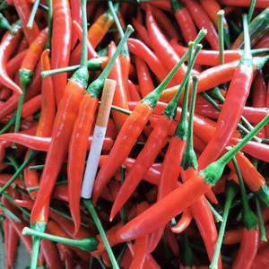 虎门老三小米椒头像