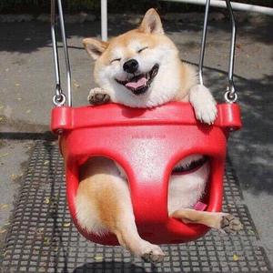 舔狗小宝贝头像