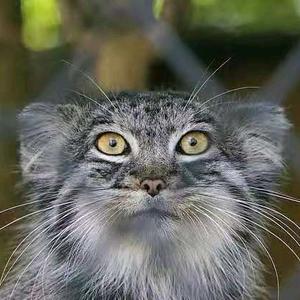 兔狲的主页 - 抖音