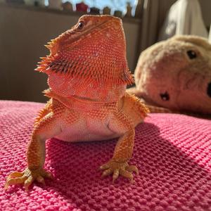 家里有只小蜥蜴头像