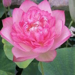 冰清玉洁头像