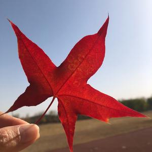 天空之镜小美头像