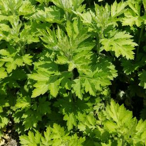 如东本地艾草头像