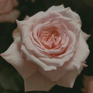 花花世界kity头像