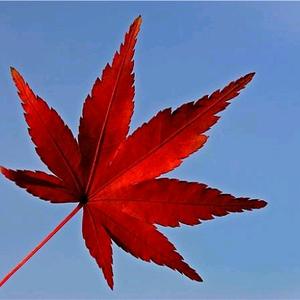 欣欣向荣头像