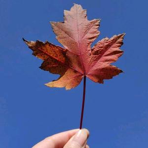 像风一样自由头像