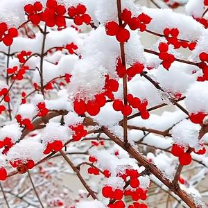 踏雪寻梅.头像