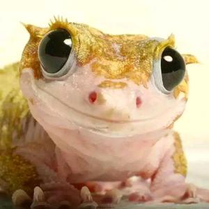 守官世界sg头像