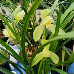 空谷幽兰 .头像