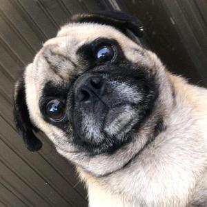 旺财是只哈巴狗头像