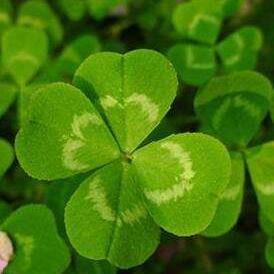 幸运四叶草头像