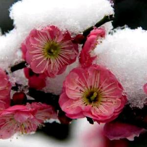 傲雪寒梅.头像