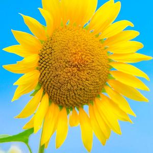 向日葵头像
