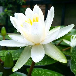 冬天里的一支梅花头像