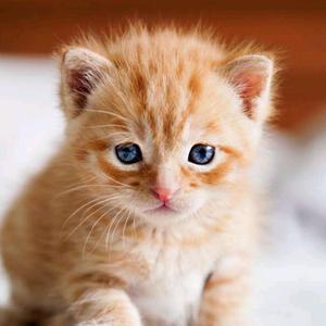 ╭(╯_╰)╭路过头像