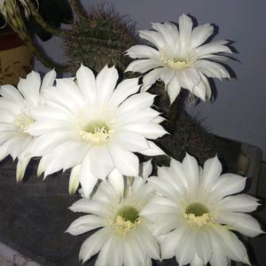 冰山雪莲花头像