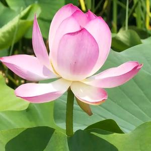 春华秋实,繁花似锦头像