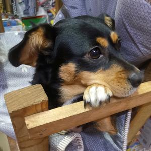 刘二狗的快乐生活头像