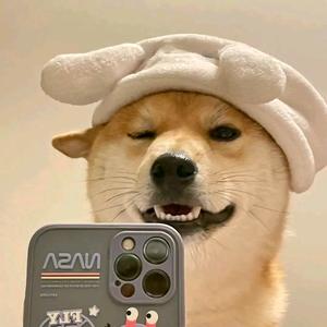 会看手机的狗狗