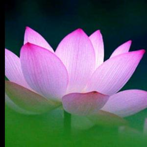 心是莲花开头像