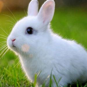 小白兔照片头像图片