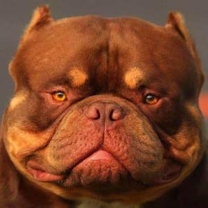 悠哥美国恶霸犬头像