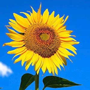 百合花开心头像