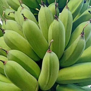 钦州防城朱二香蕉巴蕉