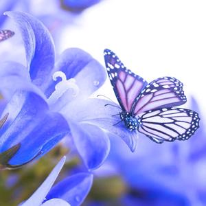 破茧成蝶《不要赞》头像