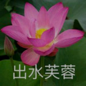 出水芙蓉头像