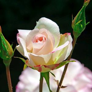 柠檬草f^0^的味道头像