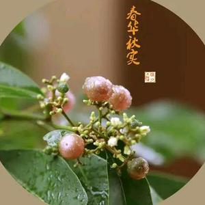 春华秋实