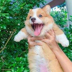 老王头儿