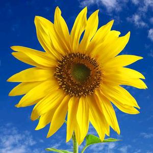 晨曦万里旭日升头像