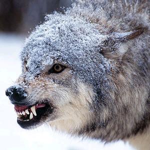 狼头像冷酷凶猛图片